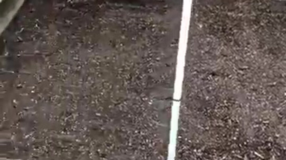 April 6 2020 Dr T's Garden Update and Importance of Whole Foods